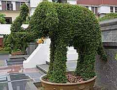 Topiary