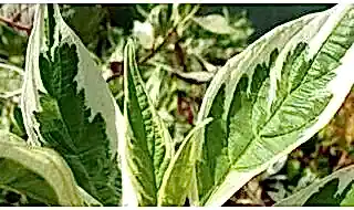 Fast growing plants category pic