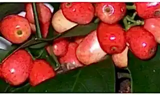 Plants with berries category pic