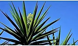 Architectural grass plants