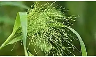 Panicum plants