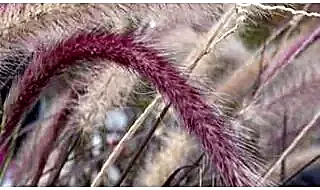 Pennisetum plants