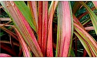 Variegated grass plants