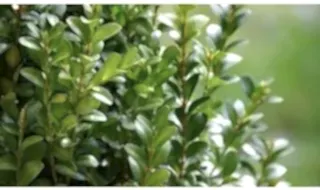 Box topiary plants
