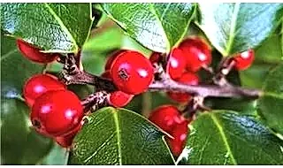 Holly topiary plants