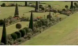 Shop all topiary plants