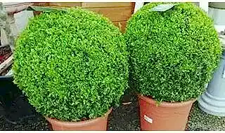 Topiary balls