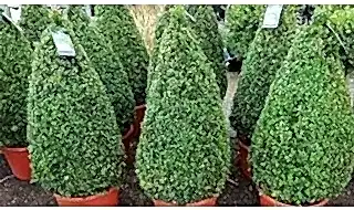 Topiary plants for containers