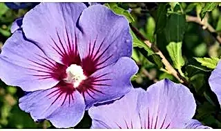 Hibiscus Mini Standards
