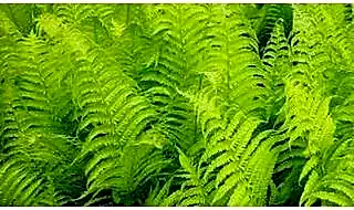 Buy Ferns Online