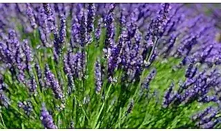 Fragrant Plants
