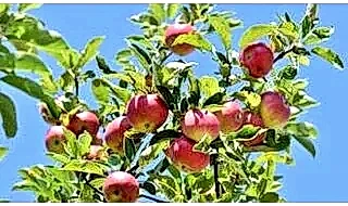 Buy Fruit Trees and Fruit Bushes Online