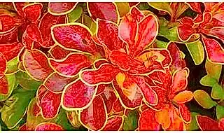 Hardy shrubs