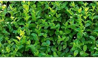 Hedges and Hedging plants