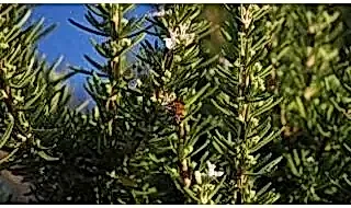 Buy Herbs Online