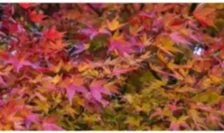 Autumn interest plants