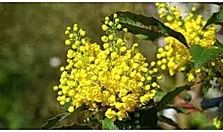 Coastal garden plants