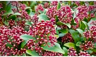Plants for containers
