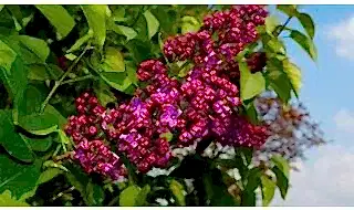 Low maintenance plants