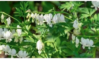Spring interest plants