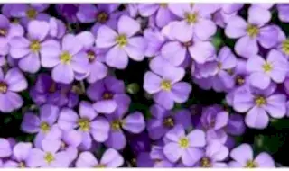 Rockery plants
