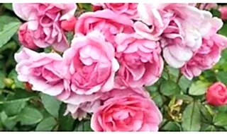 Buy Roses Online