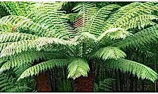 Urban city garden plants