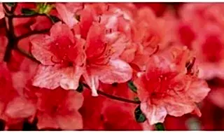 Azaleas