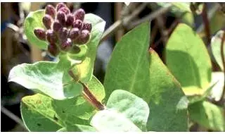 Climbing plants for clay soil