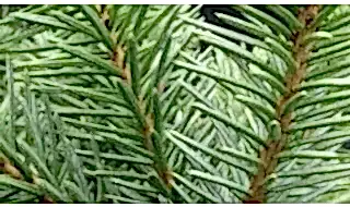 Conifers for clay soil