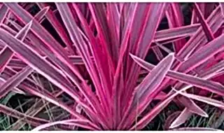 Cordyline plants