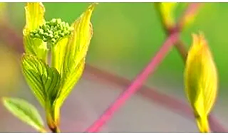 Easy to grow plants for beginners main category