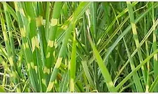 Grass plants for clay soil