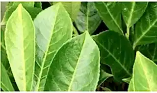 Hedging plants for clay soil