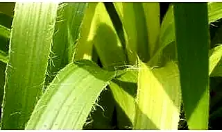 Luzula grass plants