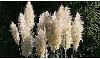 Pampas grass plants