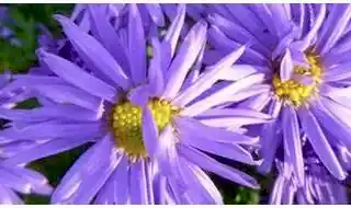 Perennials for clay soil