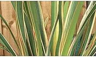 Phormium plants