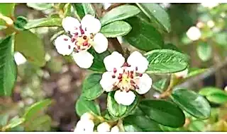 Plants for chalky soil