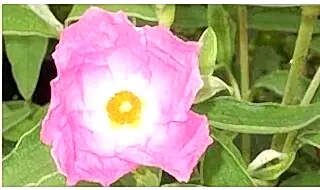 Plants for dry sandy soil