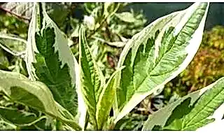 Plants for heavy clay soils