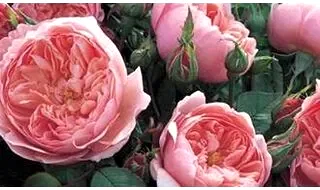 Roses for clay soil