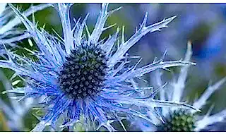 Shop all plants for clay soil