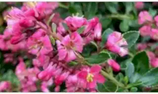 Shrubs for clay soil