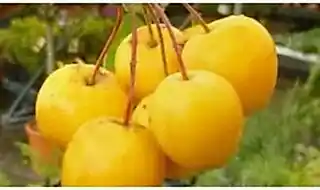 Trees for clay soil