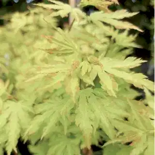 Buy Acer palmatum Anne Irene (Japanese Maple) online from Jacksons Nurseries.