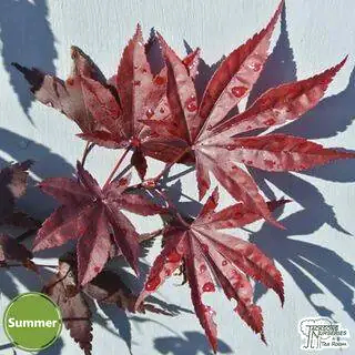 Buy Acer palmatum Fireglow online from Jacksons Nurseries