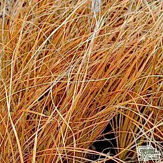 Buy Carex testacea online from Jacksons Nurseries