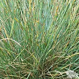 Buy Festuca glauca Elijah Blue (Blue Fescue) online from Jacksons Nurseries
