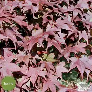 Buy Acer palmatum Atropurpurea (Japanese Maple) online from Jacksons Nurseries